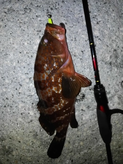 キジハタの釣果