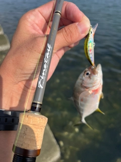 メッキの釣果
