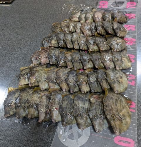 カワハギの釣果