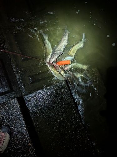 アメリカナマズの釣果