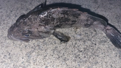 ソイの釣果