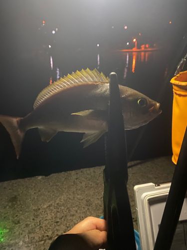 イサキの釣果