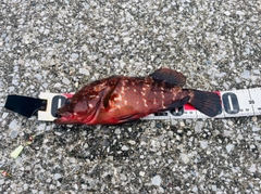 キジハタの釣果