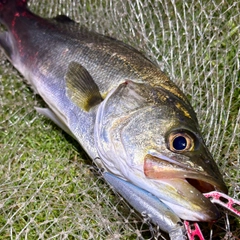 フッコ（マルスズキ）の釣果