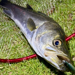 フッコ（マルスズキ）の釣果