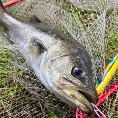 フッコ（マルスズキ）の釣果