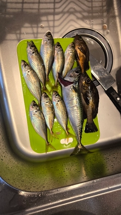 アジの釣果