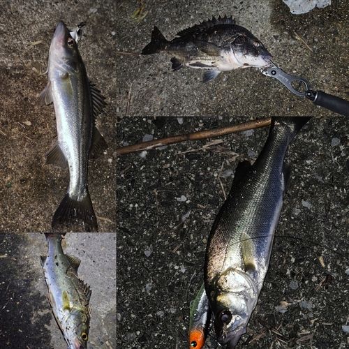 シーバスの釣果