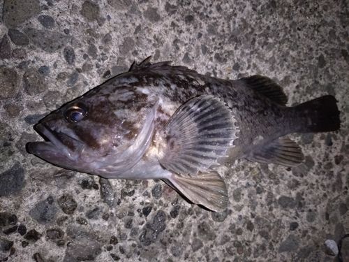 ソイの釣果