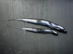 タチウオの釣果