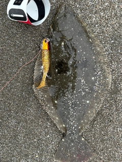 ヒラメの釣果