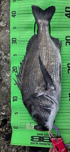 チヌの釣果