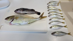 ショッコの釣果