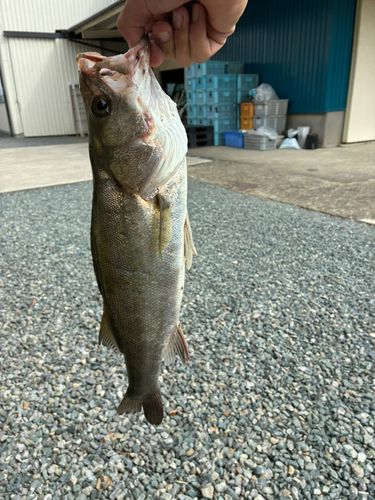 スズキの釣果