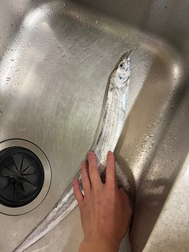タチウオの釣果