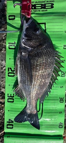 チヌの釣果