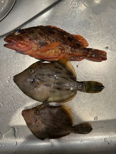 カワハギの釣果