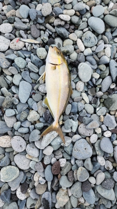 ショゴの釣果