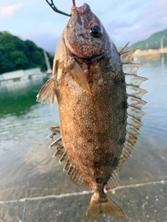 アイゴの釣果