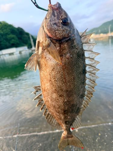 アイゴの釣果
