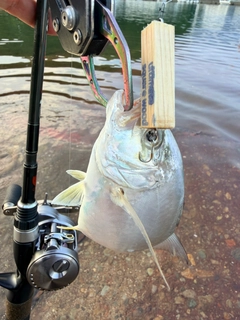 メッキの釣果