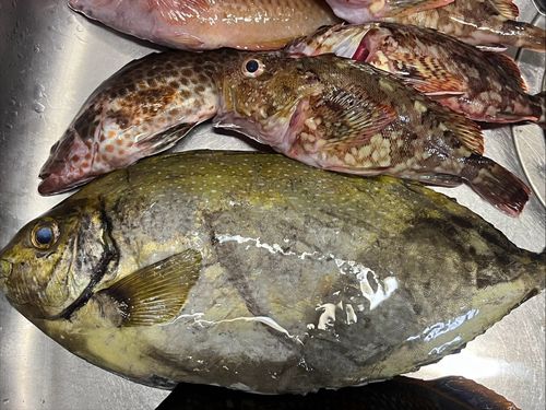 アイゴの釣果