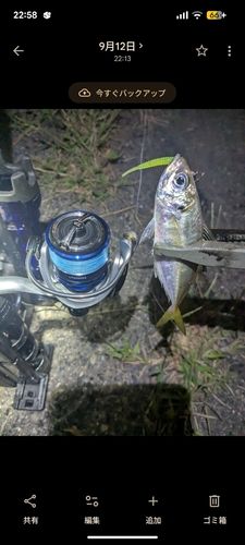 マアジの釣果