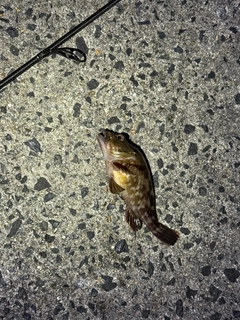 カサゴの釣果