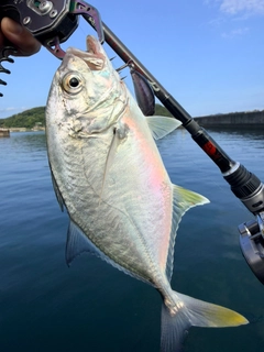 メッキの釣果