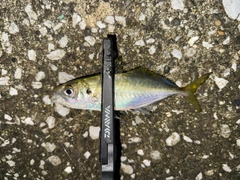 マアジの釣果