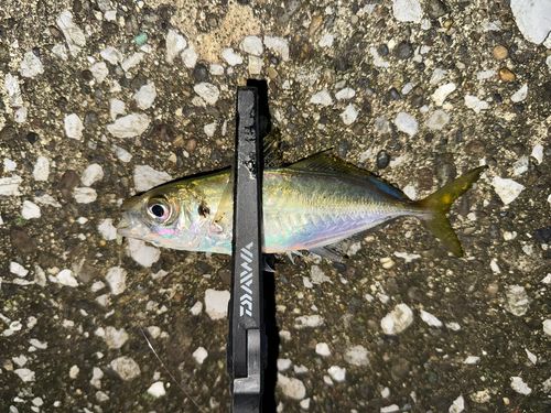 マアジの釣果