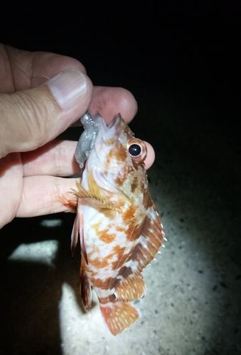ガシラの釣果