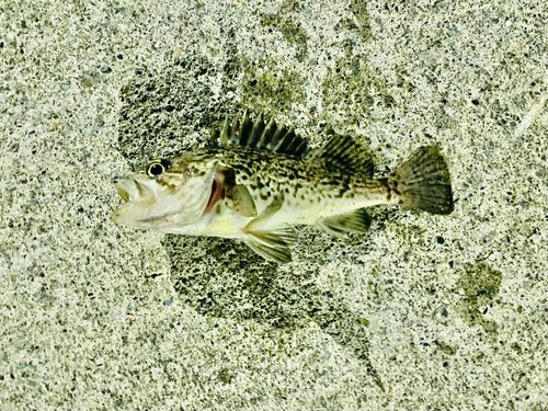 クロソイの釣果