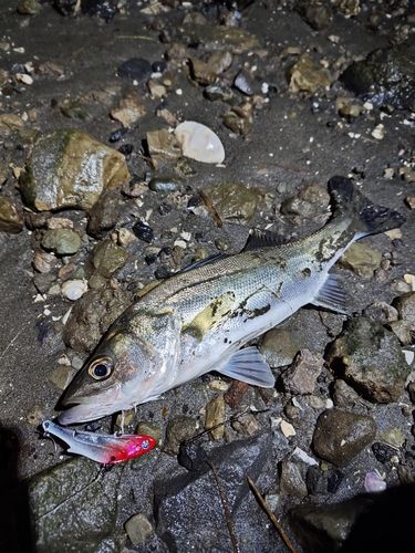 セイゴ（マルスズキ）の釣果