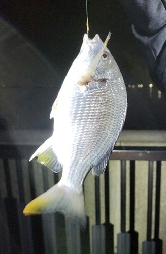キビレの釣果