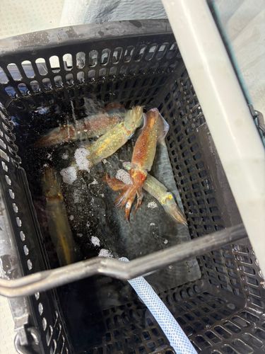 ケンサキイカの釣果