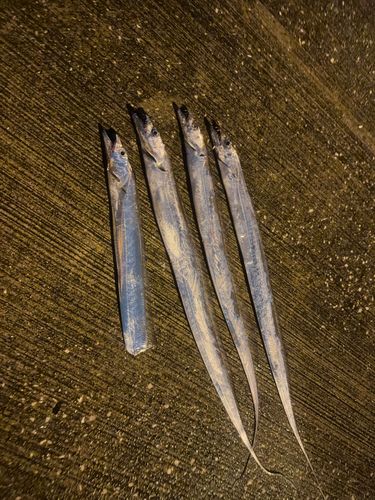 タチウオの釣果