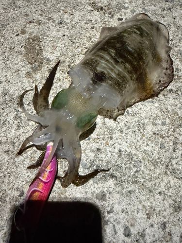 アオリイカの釣果