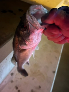 フッコ（タイリクスズキ）の釣果