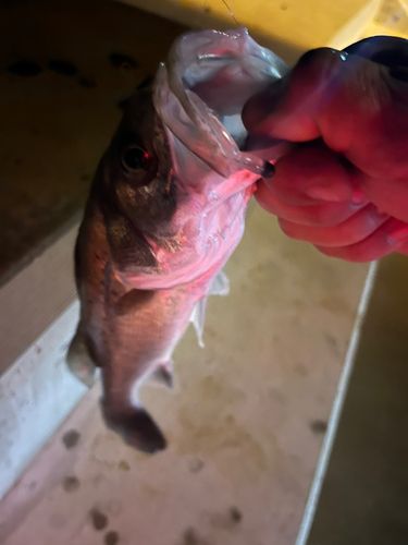 フッコ（タイリクスズキ）の釣果