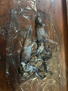 ケンサキイカの釣果