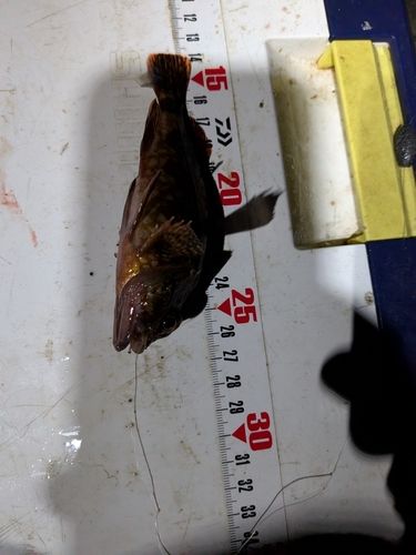 カサゴの釣果