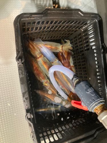 ケンサキイカの釣果