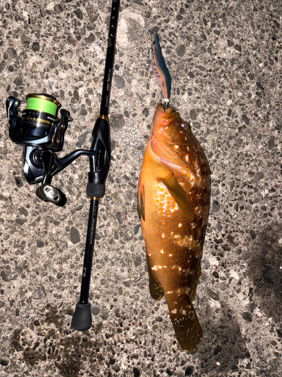 SHIMANO ソアレ BB 2023年モデルの最安値・インプレ・釣果 | 本音の
