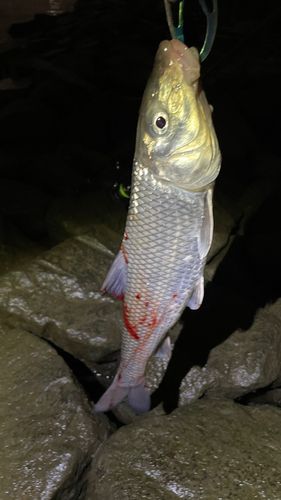 ニゴイの釣果