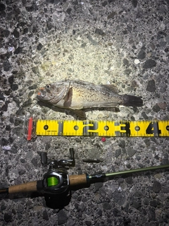 ソイの釣果