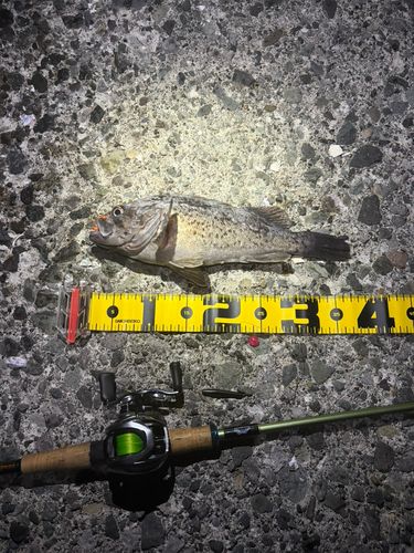ソイの釣果