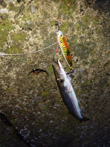 カマスの釣果