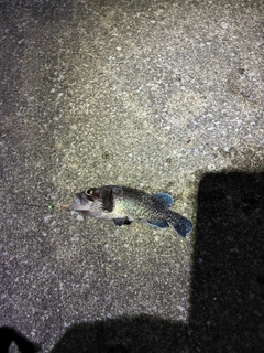 クロソイの釣果