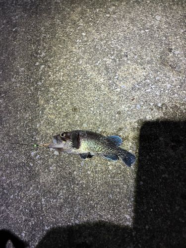 クロソイの釣果